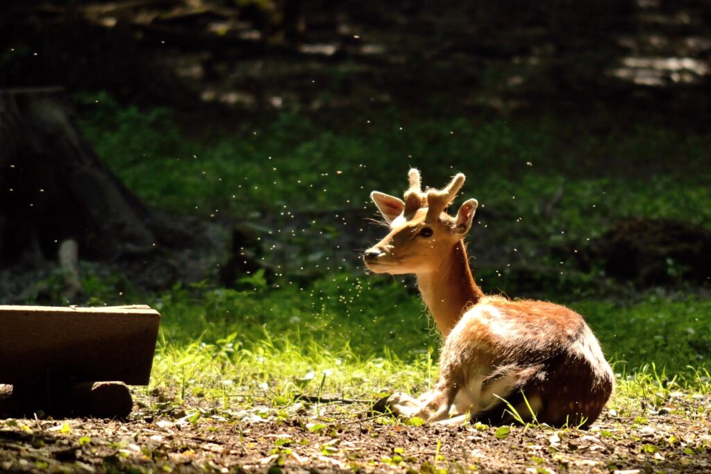 natural light - wildlife